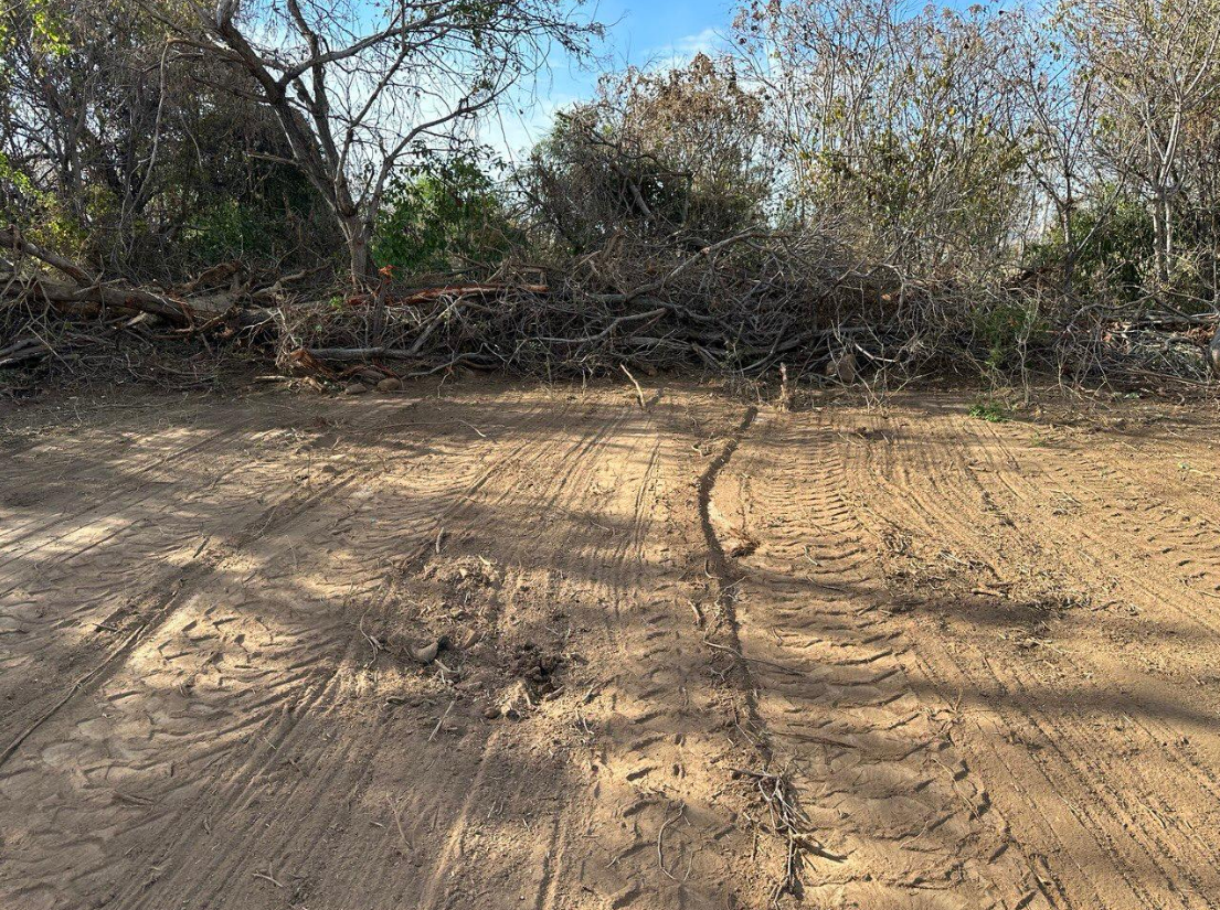 Terreno Palma Canario #98-7